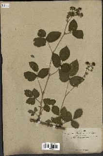 spécimen de Rubus nemorosus