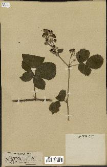 spécimen de Rubus nemorosus