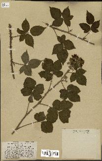 spécimen de Rubus nemorosus