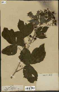 spécimen de Rubus nemorosus