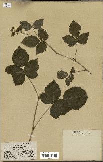 spécimen de Rubus nemorosus