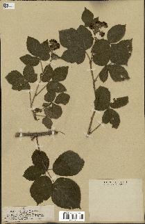 spécimen de Rubus nemorosus