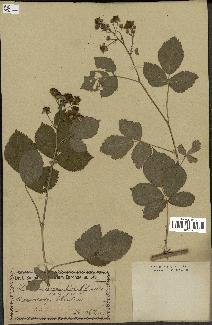 spécimen de Rubus nemorosus