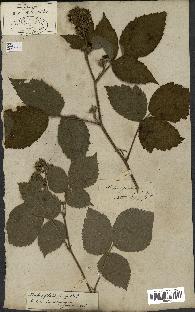 spécimen de Rubus glandulosus