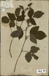 spécimen de Rubus glandulosus