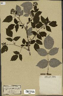 spécimen de Rubus idaeus