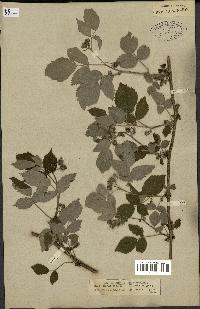 spécimen de Rubus idaeus