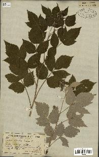 spécimen de Rubus idaeus