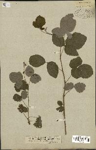 spécimen de Rubus idaeus