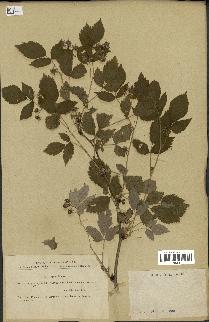 spécimen de Rubus idaeus