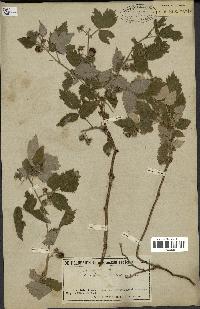 spécimen de Rubus idaeus