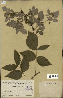 spécimen de Rubus idaeus