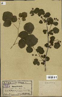 spécimen de Rubus idaeus