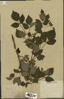 spécimen de Rubus idaeus