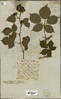 spécimen de Rubus villicaulis