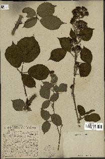 spécimen de Rubus villicaulis