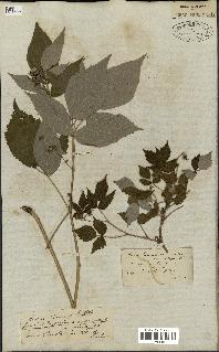 spécimen de Rubus idaeus