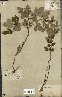 spécimen de Rubus idaeus