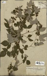 spécimen de Rubus idaeus