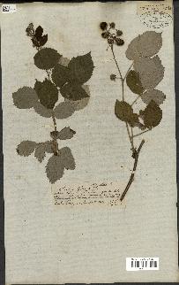 spécimen de Rubus idaeus