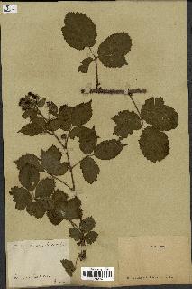spécimen de Rubus koehleri