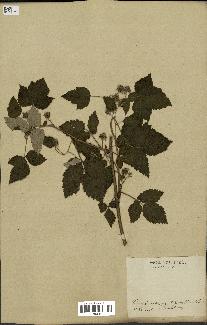 spécimen de Rubus idaeus