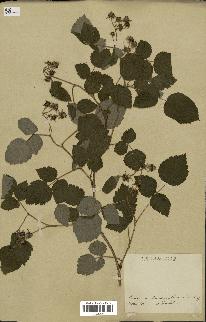 spécimen de Rubus idaeus