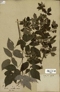 spécimen de Rubus idaeus