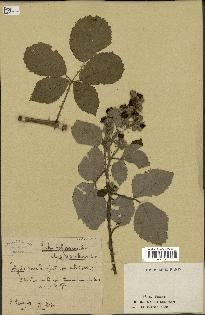 spécimen de Rubus hedycarpus