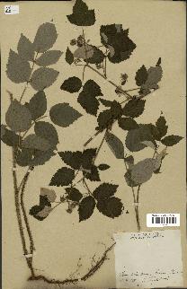 spécimen de Rubus idaeus