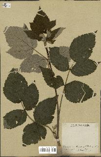 spécimen de Rubus idaeus