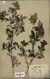 spécimen de Rubus idaeus