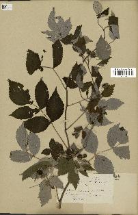 spécimen de Rubus idaeus