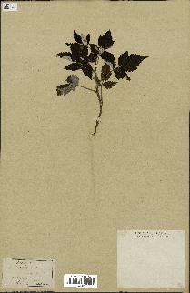 spécimen de Rubus idaeus