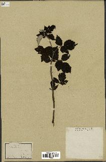 spécimen de Rubus idaeus