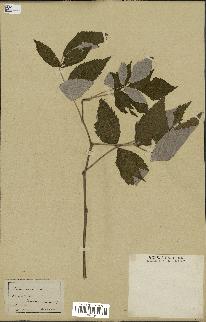 spécimen de Rubus idaeus