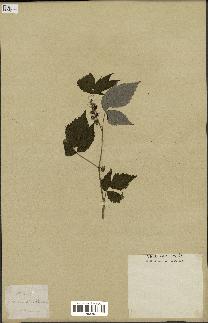 spécimen de Rubus idaeus