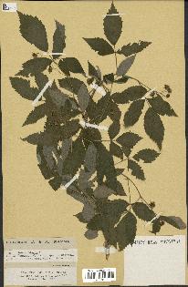spécimen de Rubus idaeus