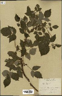 spécimen de Rubus idaeus