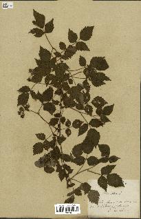 spécimen de Rubus idaeus