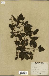 spécimen de Rubus idaeus