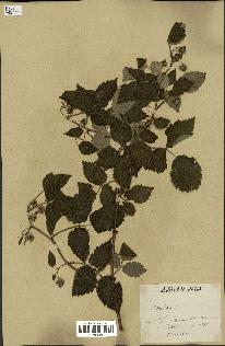spécimen de Rubus idaeus