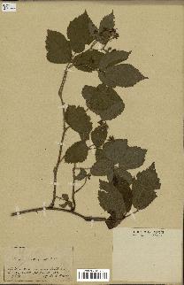 spécimen de Rubus hirtus