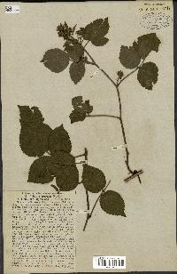 spécimen de Rubus hirtus