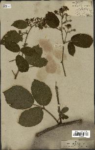 spécimen de Rubus hirtus