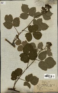 spécimen de Rubus hirtus