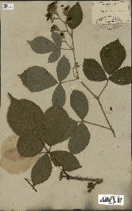 spécimen de Rubus hirtus