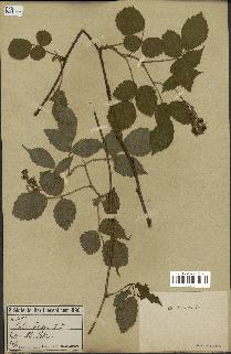 spécimen de Rubus hirtus