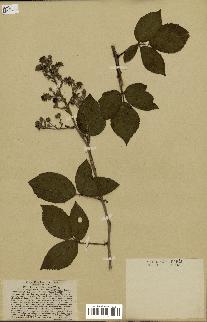 spécimen de Rubus hirtus