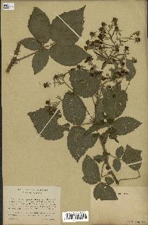 spécimen de Rubus halacsyi